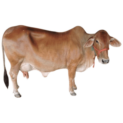 Sahiwal Cow - Color: All