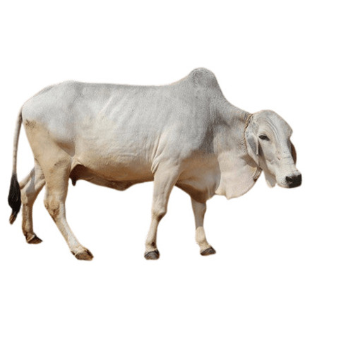 Tharparkar Cow - Color: White
