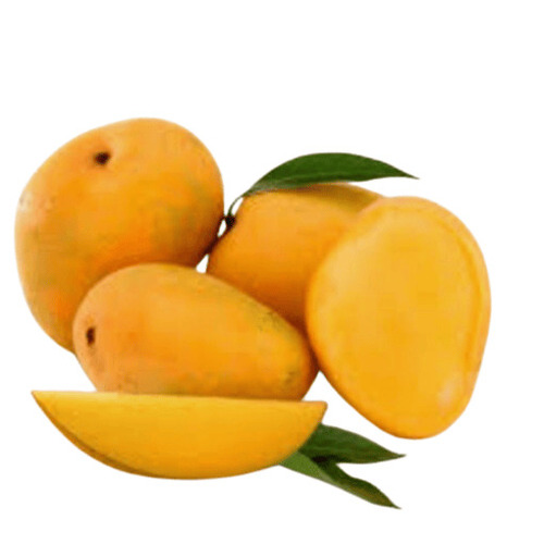 Fresh Mango - 100% Pure Alphonso Whole Mango, Standard Size, Yellow Color | Vegetarian, Fresh, Nutritient-Enriched, Preservatives-Free, Glutinous