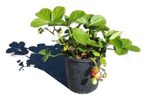 Strawberry Plant - Color: Green