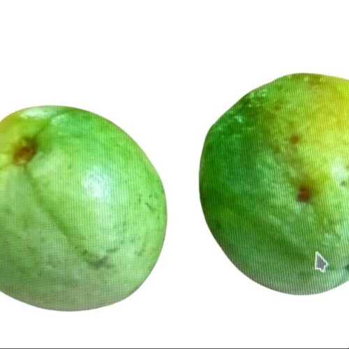 Guava Fruit - Color: Green