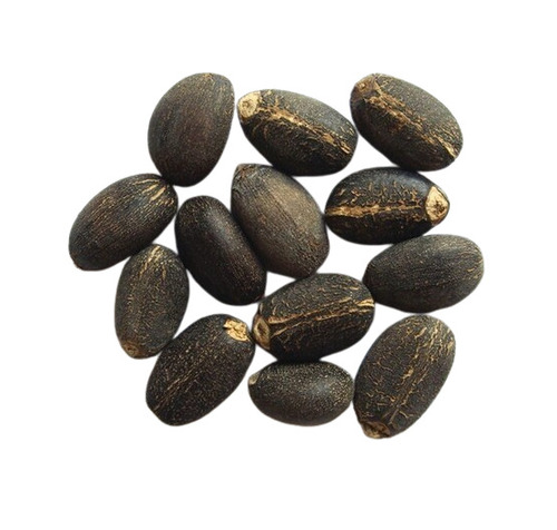 Jatropha Seeds - Purity: 99
