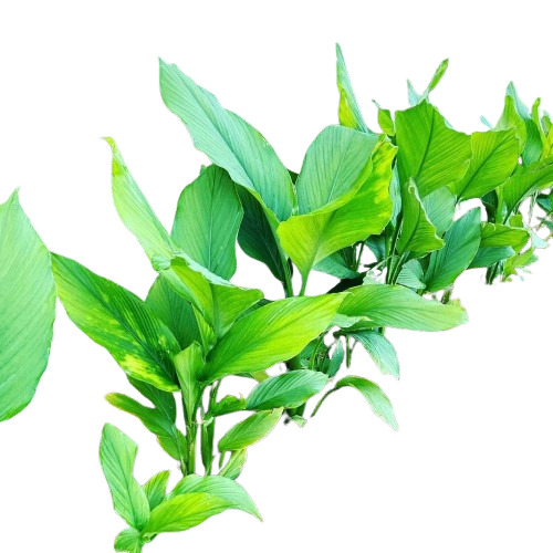 Black Turmeric Plant - Shape: Piece