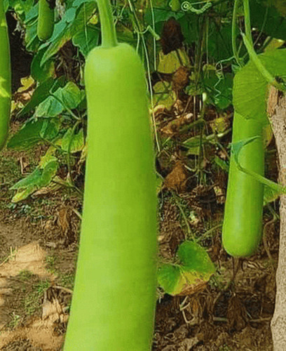 Bottle Gourd
