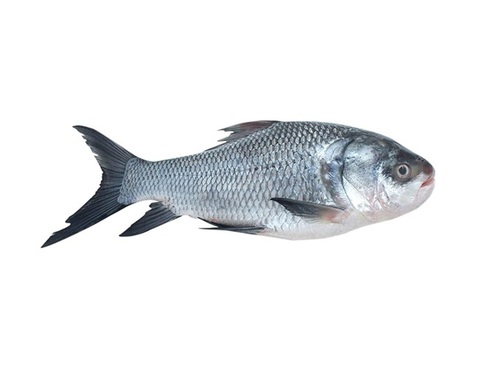 Catla Fish