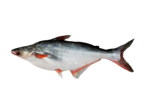 Pangas Fish