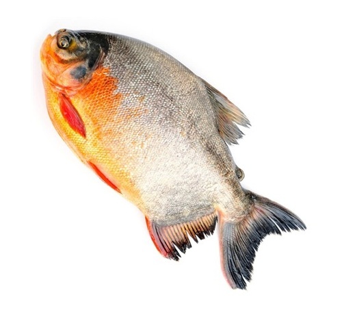 Rupchanda Fish