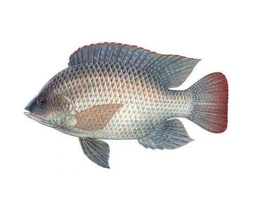 Tilapia Fish