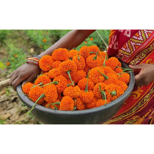 Marigold Flower - Color: Orange