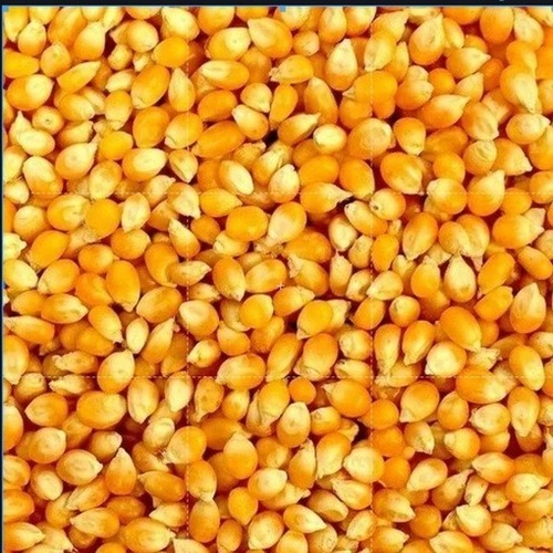 Yellow Maize