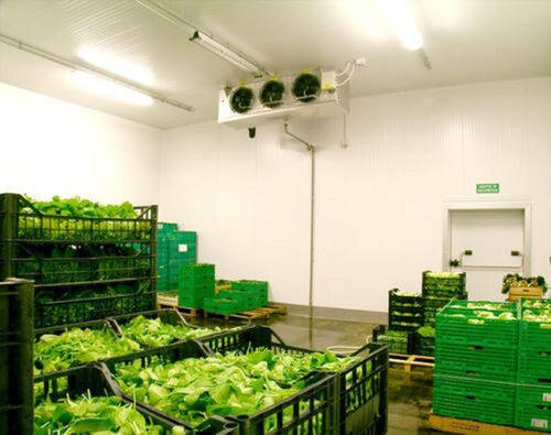 Vegetables Cold Store Room