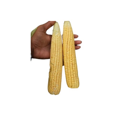 Sweet Corn - Color: Yellow