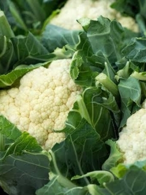 Fresh Cauliflower 