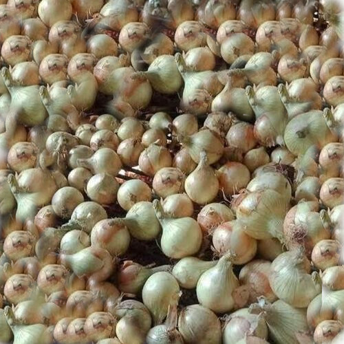 Shallot Onions - Moisture (%): 83%