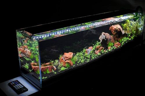 Green Aquarium Fish Tank