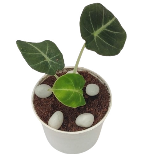 Alocasia Black Velvet Plant