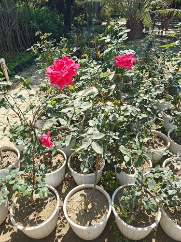 Rose Plants - Color: Multiple