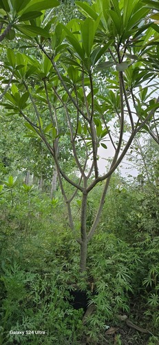 Champa Plants