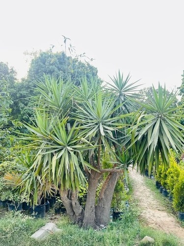 Green Yucca Plant
