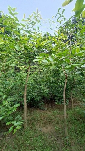 Jamun Plant