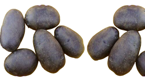 Purple Potatoes - Cultivation Type: Open Field