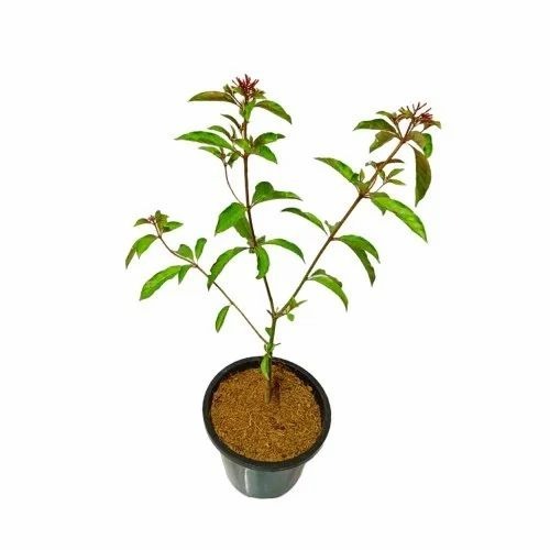 Decorative Hedge Plant