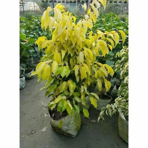 Ficus Golden Plant