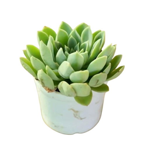 Succulent Plant