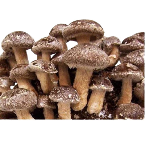 Organic Shiitake Mushroom