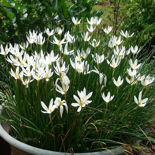 Lily Flower Plant - Size: All