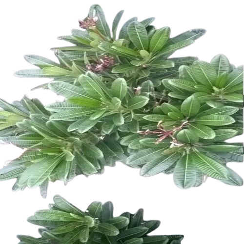 Ornamental Plants - Breed: All