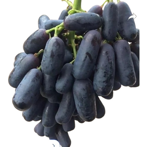 Fresh Grapes