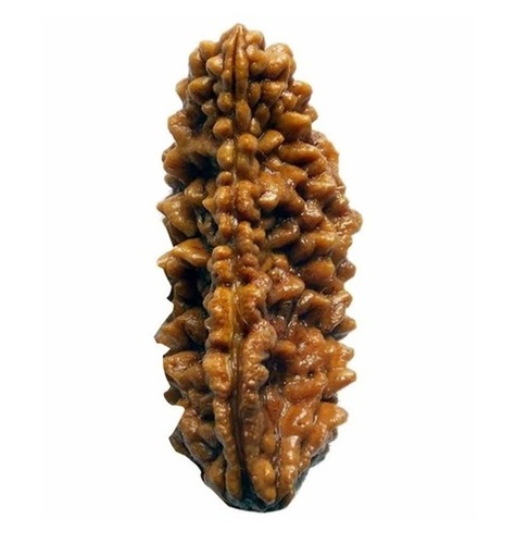 1 Mukhi Rudraksha By M/s Jgl