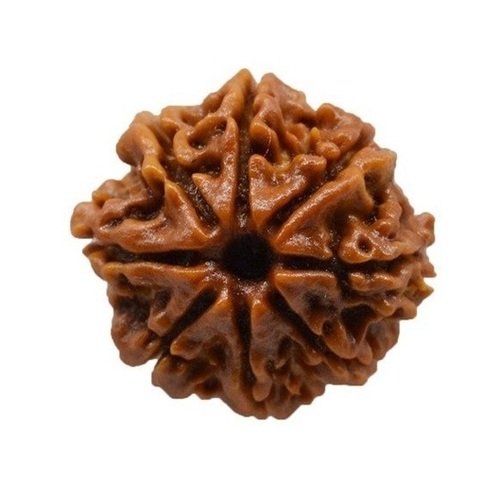 8 Mukhi Rudraksha - Color: Brown