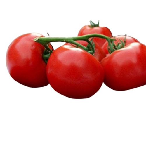 Frozen Tomato Powder - Application: Vc