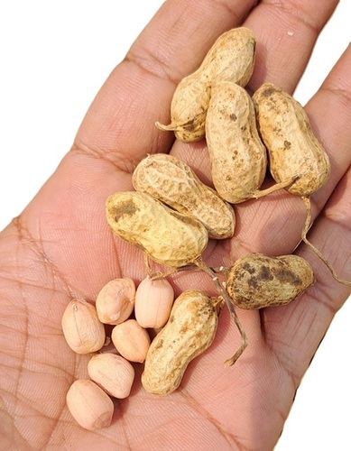 Groundnuts Seeds