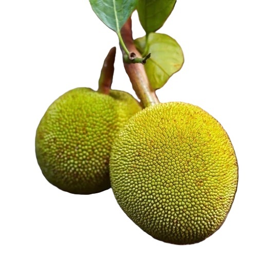 Jack Fruit