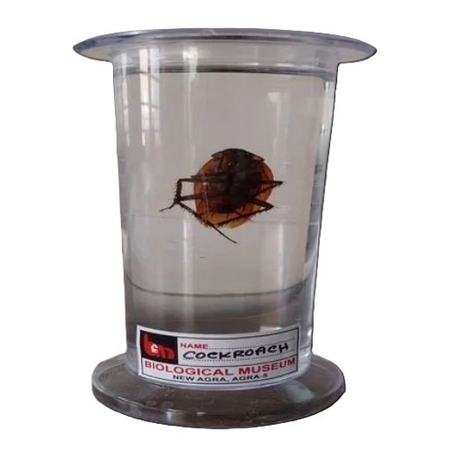 Acrylic Biological Specimen Jar