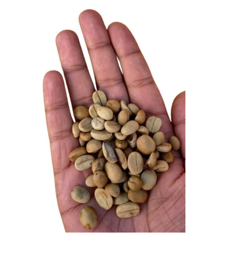 Arabica Coffee Bean
