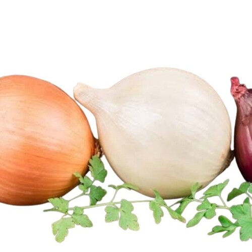Fresh White Onion - Shape: Round