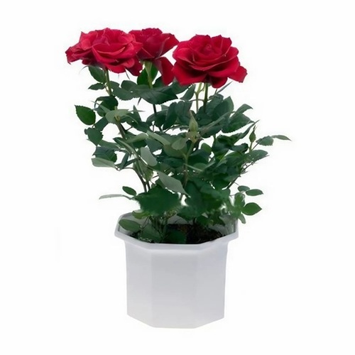 Red Rose Plants