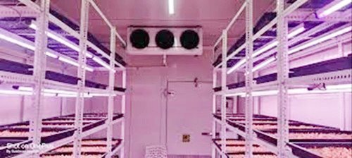 Saffron Cultivation Cold Room