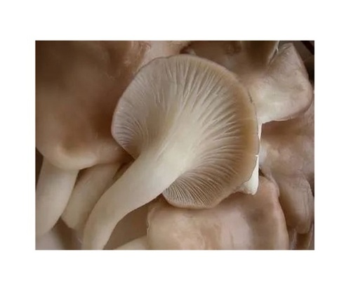 Oyster Mushroom