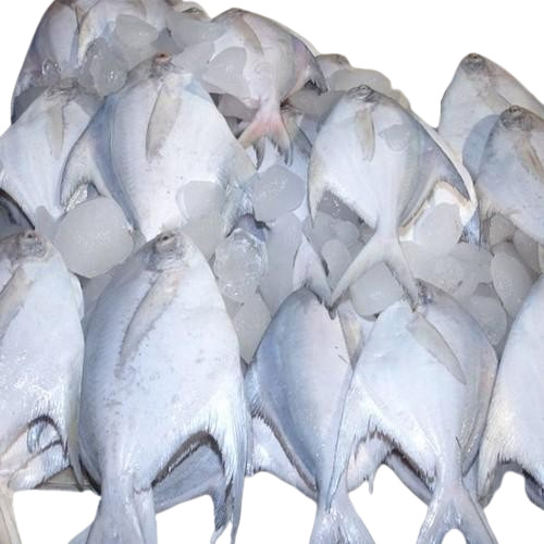 Pomfret Fish