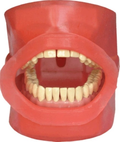 Dental Education Oral Cavity Cover