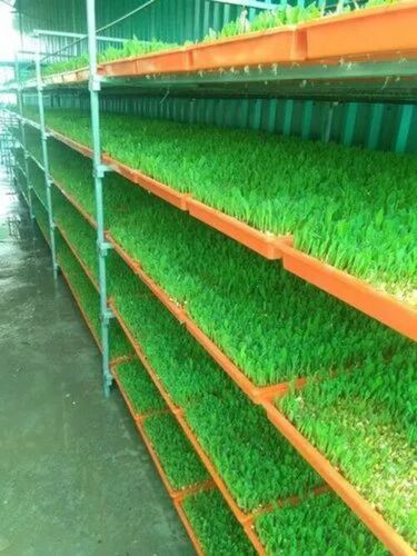 Hydroponic Fodder System
