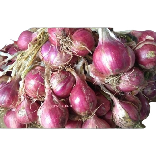 Organic Red Onion