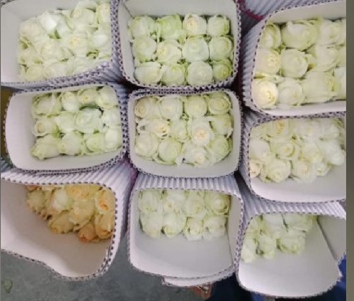 White Rose Flower