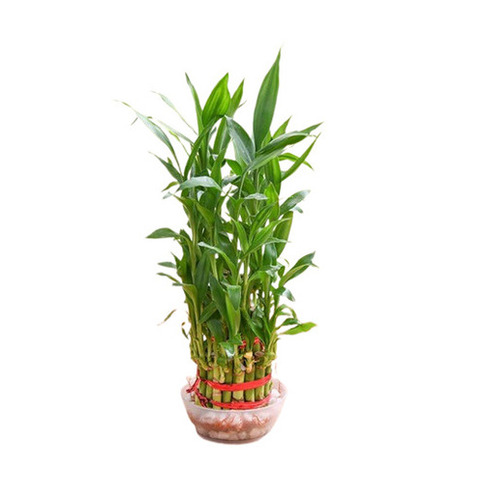 Bamboo Plant