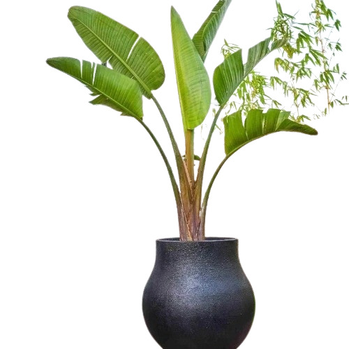 Decorative Plant - Color: Green